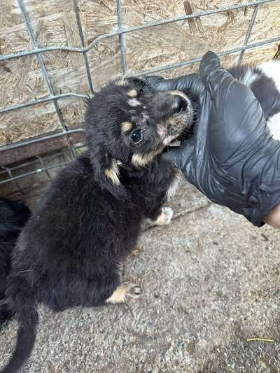 Tierschutzhunde suchen ein Zuhause-Beitrag-Bild