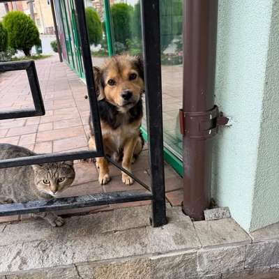 Tierschutzhunde suchen ein Zuhause-Beitrag-Bild