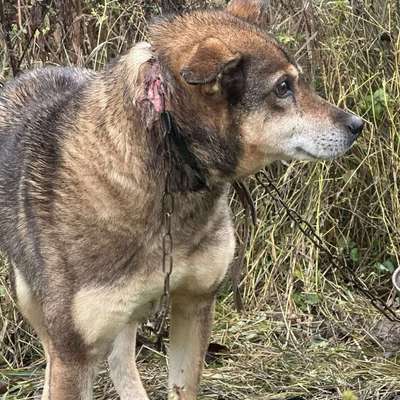 Tierschutzhunde suchen ein Zuhause-Beitrag-Bild