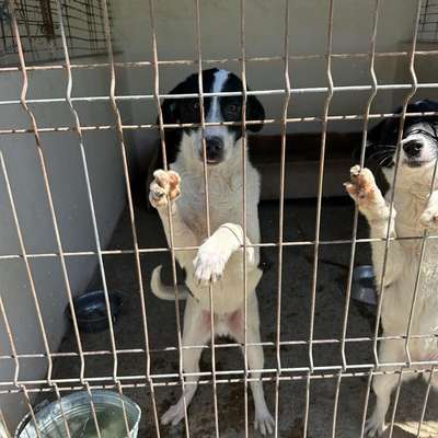 Tierschutzhunde suchen ein Zuhause-Beitrag-Bild