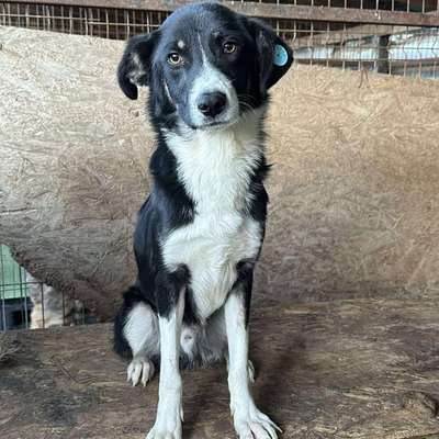 Tierschutzhunde suchen ein Zuhause-Beitrag-Bild