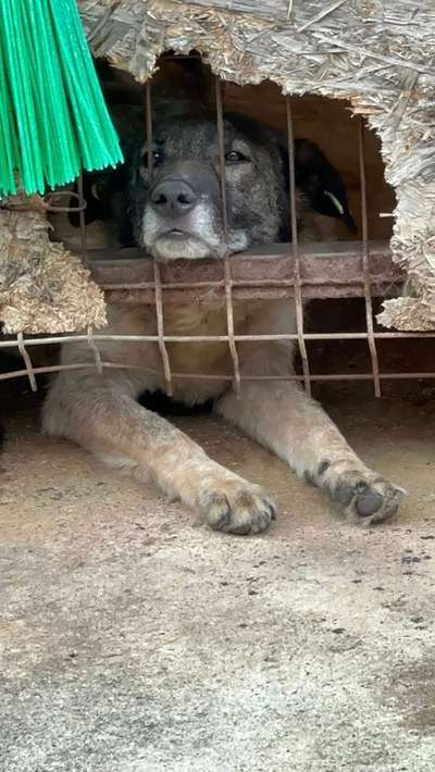Tierschutzhunde suchen ein Zuhause-Beitrag-Bild