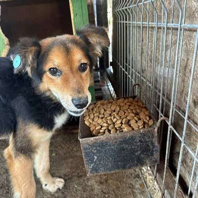 Tierschutzhunde suchen ein Zuhause-Beitrag-Bild