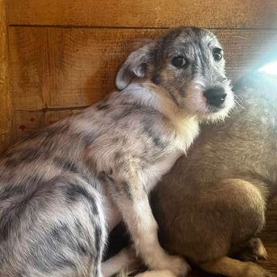 Tierschutzhunde suchen ein Zuhause-Beitrag-Bild