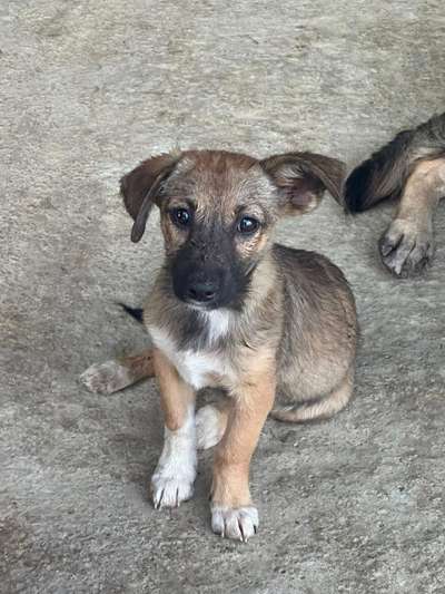 Tierschutzhunde suchen ein Zuhause-Beitrag-Bild