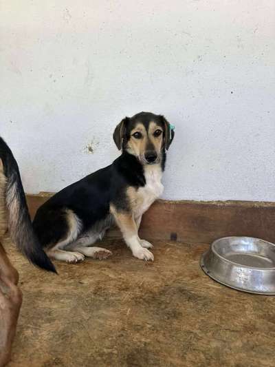 Tierschutzhunde suchen ein Zuhause-Beitrag-Bild