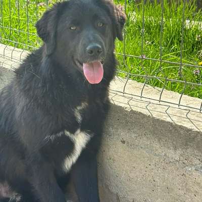 Tierschutzhunde suchen ein Zuhause-Beitrag-Bild