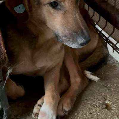 Tierschutzhunde suchen ein Zuhause-Beitrag-Bild