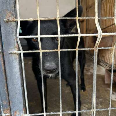 Tierschutzhunde suchen ein Zuhause-Beitrag-Bild