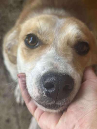 Tierschutzhunde suchen ein Zuhause-Beitrag-Bild