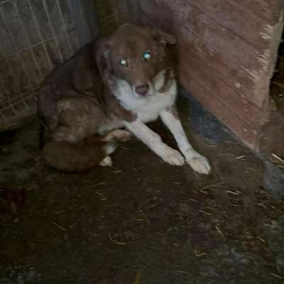 Tierschutzhunde suchen ein Zuhause-Beitrag-Bild