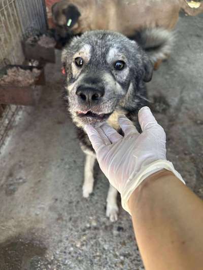 Tierschutzhunde suchen ein Zuhause-Beitrag-Bild