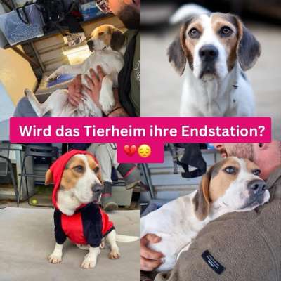 Tierschutzhunde suchen ein Zuhause-Beitrag-Bild