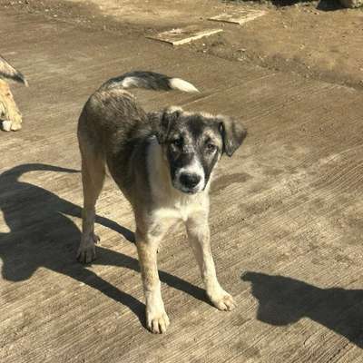 Tierschutzhunde suchen ein Zuhause-Beitrag-Bild