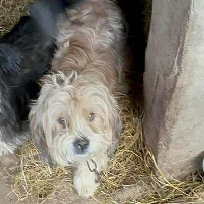 Tierschutzhunde suchen ein Zuhause-Beitrag-Bild