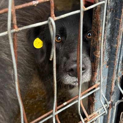 Tierschutzhunde suchen ein Zuhause-Beitrag-Bild