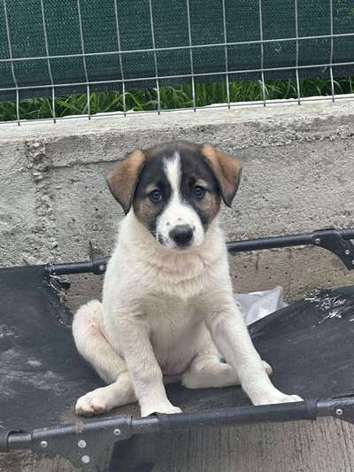 Tierschutzhunde suchen ein Zuhause-Beitrag-Bild