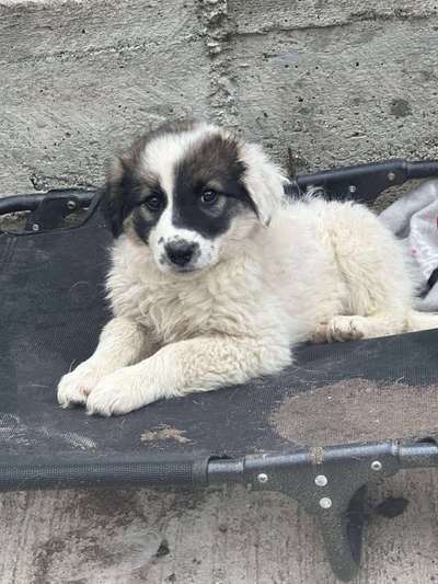 Tierschutzhunde suchen ein Zuhause-Beitrag-Bild