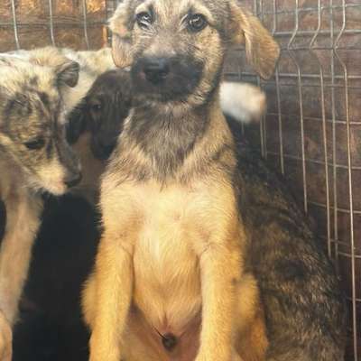 Tierschutzhunde suchen ein Zuhause-Beitrag-Bild