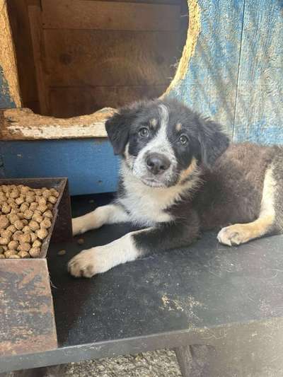 Tierschutzhunde suchen ein Zuhause-Beitrag-Bild