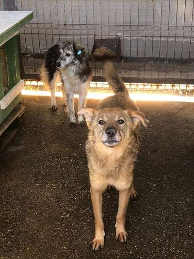 Tierschutzhunde suchen ein Zuhause-Beitrag-Bild