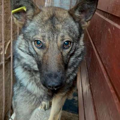 Tierschutzhunde suchen ein Zuhause-Beitrag-Bild