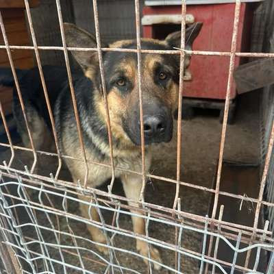 Tierschutzhunde suchen ein Zuhause-Beitrag-Bild