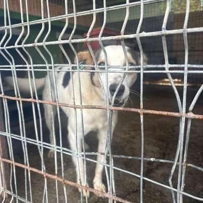 Tierschutzhunde suchen ein Zuhause-Beitrag-Bild