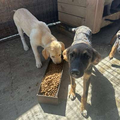 Tierschutzhunde suchen ein Zuhause-Beitrag-Bild