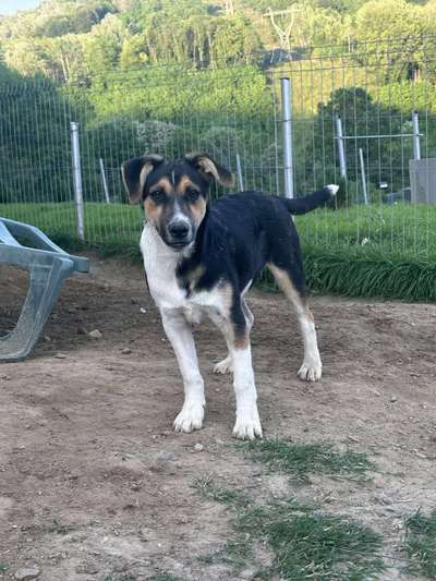 Tierschutzhunde suchen ein Zuhause-Beitrag-Bild