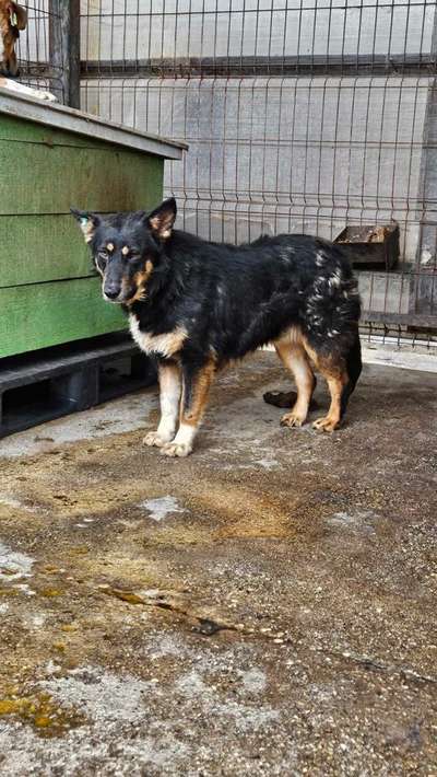 Tierschutzhunde suchen ein Zuhause-Beitrag-Bild