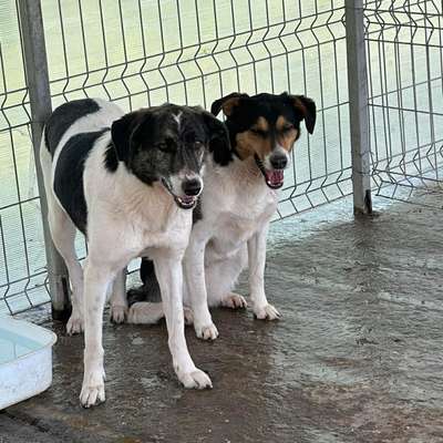 Tierschutzhunde suchen ein Zuhause-Beitrag-Bild