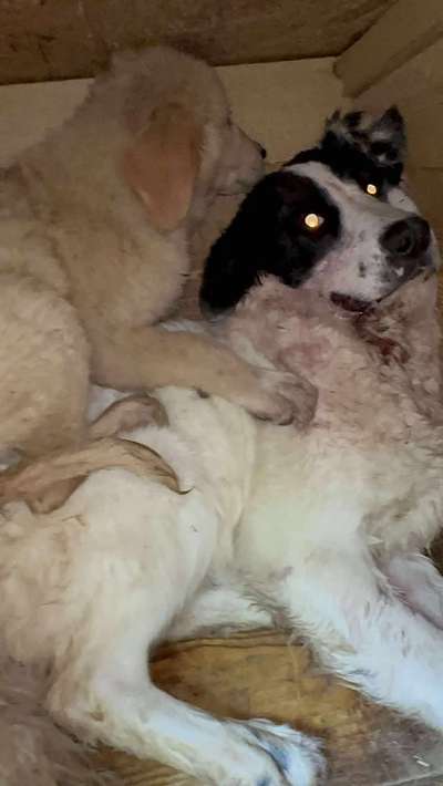 Tierschutzhunde suchen ein Zuhause-Beitrag-Bild