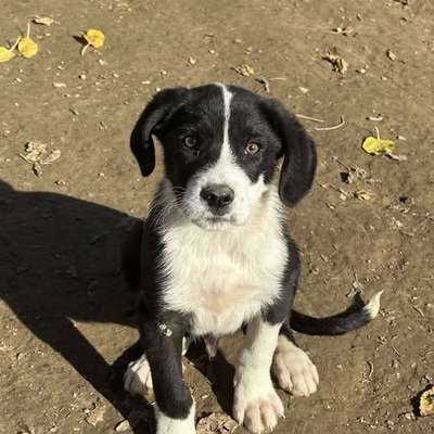 Tierschutzhunde suchen ein Zuhause-Beitrag-Bild