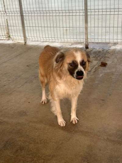 Tierschutzhunde suchen ein Zuhause-Beitrag-Bild