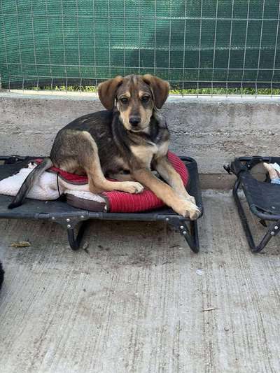 Tierschutzhunde suchen ein Zuhause-Beitrag-Bild