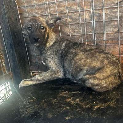Tierschutzhunde suchen ein Zuhause-Beitrag-Bild