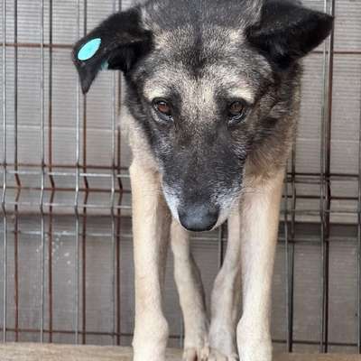 Tierschutzhunde suchen ein Zuhause-Beitrag-Bild