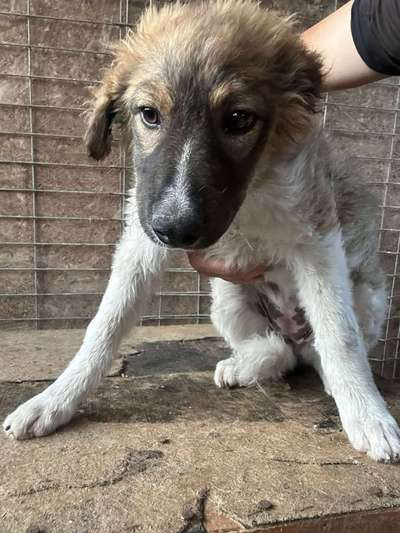Tierschutzhunde suchen ein Zuhause-Beitrag-Bild