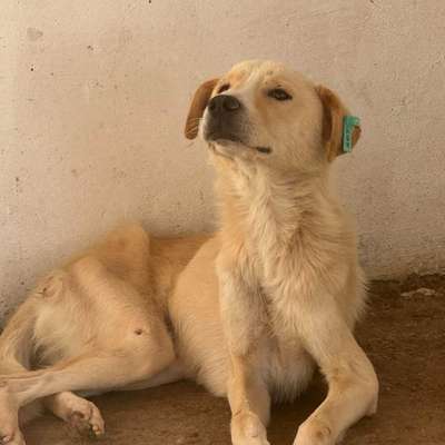 Tierschutzhunde suchen ein Zuhause-Beitrag-Bild