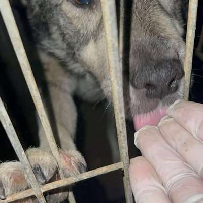 Tierschutzhunde suchen ein Zuhause-Beitrag-Bild