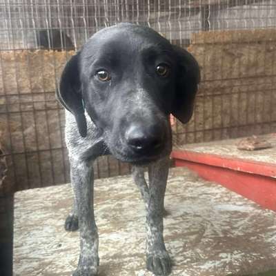 Tierschutzhunde suchen ein Zuhause-Beitrag-Bild