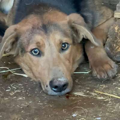 Tierschutzhunde suchen ein Zuhause-Beitrag-Bild