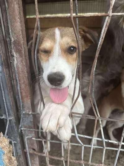 Tierschutzhunde suchen ein Zuhause-Beitrag-Bild