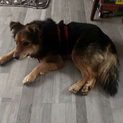 Auslandstierschutz-Beitrag-Bild