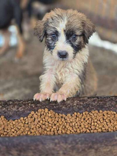 Tierschutzhunde suchen ein Zuhause-Beitrag-Bild
