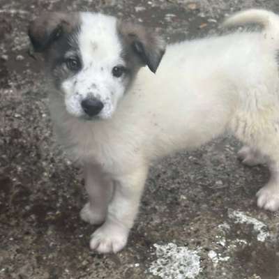 Tierschutzhunde suchen ein Zuhause-Beitrag-Bild