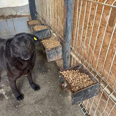 Tierschutzhunde suchen ein Zuhause-Beitrag-Bild