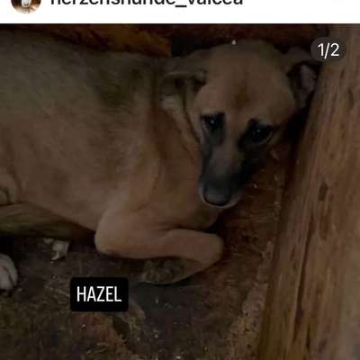 Tierschutzhunde suchen ein Zuhause-Beitrag-Bild