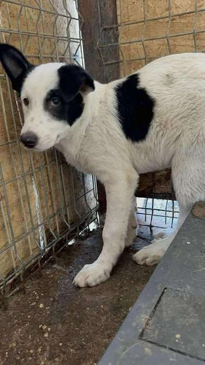 Tierschutzhunde suchen ein Zuhause-Beitrag-Bild